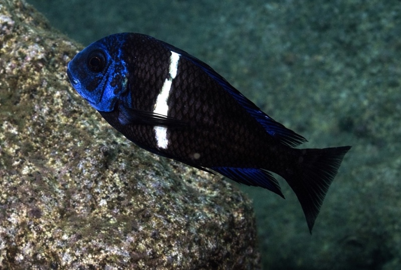 Tropheus duboisi 'Bulu Point'